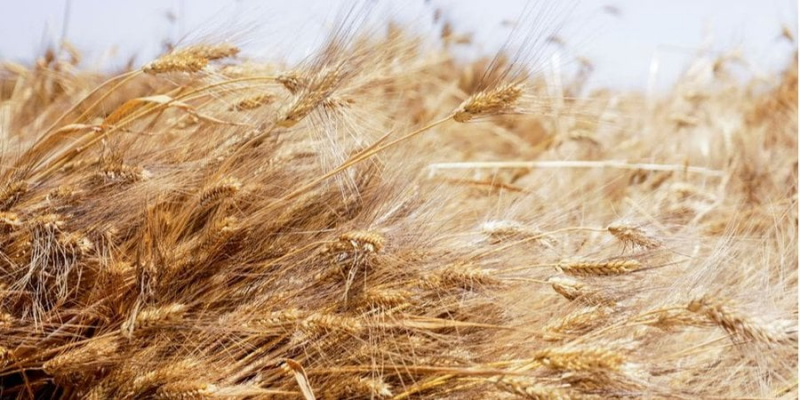 Котирування пшениці продовжують зростати на тлі російських атак