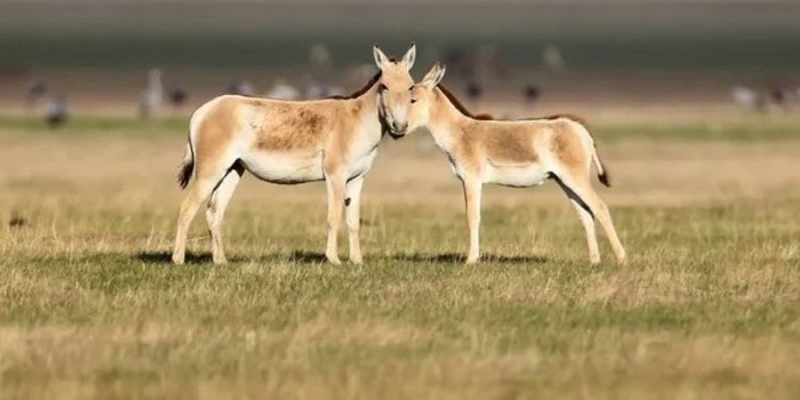 Приклад для всього світу. Як українські екологи відновлюють знищену війною природу
