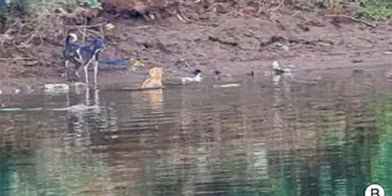 Загін Малібу. В Індії крокодили врятували собаку, й вчені не розуміють, як таке могло статися